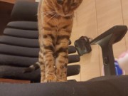 Furry pussycat toy review. Here's a toy that will make you jump for joy! 6/16