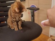 Furry pussycat toy review. Here's a toy that will make you jump for joy! 7/16