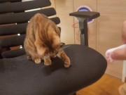 Furry pussycat toy review. Here's a toy that will make you jump for joy! 8/16