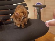 Furry pussycat toy review. Here's a toy that will make you jump for joy! 9/16