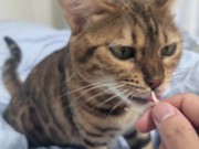 Sexy furry kitty tastes your stuff in bed.... The bed is sticky with her drool.... 10/16