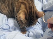 Sexy furry kitty tastes your stuff in bed.... The bed is sticky with her drool.... 11/16