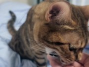 Sexy furry kitty tastes your stuff in bed.... The bed is sticky with her drool.... 12/16