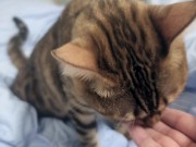 Sexy furry kitty tastes your stuff in bed.... The bed is sticky with her drool.... 13/16