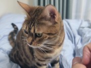 Sexy furry kitty tastes your stuff in bed.... The bed is sticky with her drool.... 14/16