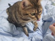 Sexy furry kitty tastes your stuff in bed.... The bed is sticky with her drool.... 15/16