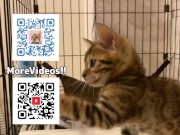 Sexy furry kitty tastes your stuff in bed.... The bed is sticky with her drool.... 16/16