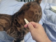 Sexy furry kitty tastes your stuff in bed.... The bed is sticky with her drool.... 2/16