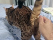 Sexy furry kitty tastes your stuff in bed.... The bed is sticky with her drool.... 3/16