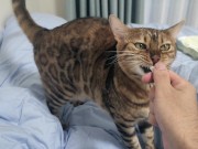 Sexy furry kitty tastes your stuff in bed.... The bed is sticky with her drool.... 4/16