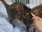 Sexy furry kitty tastes your stuff in bed.... The bed is sticky with her drool.... 5/16