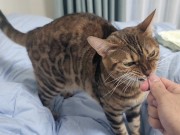 Sexy furry kitty tastes your stuff in bed.... The bed is sticky with her drool.... 6/16