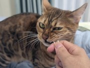 Sexy furry kitty tastes your stuff in bed.... The bed is sticky with her drool.... 7/16