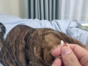 Sexy furry kitty tastes your stuff in bed.... The bed is sticky with her drool.... 9/16