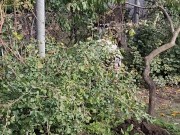 I am doing autumn things in the garden 1/16