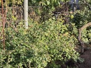 I am doing autumn things in the garden 10/16