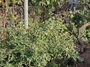 I am doing autumn things in the garden 11/16