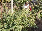 I am doing autumn things in the garden 13/16