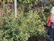 I am doing autumn things in the garden 14/16