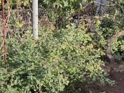 I am doing autumn things in the garden 15/16