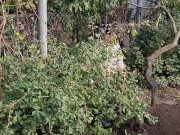 I am doing autumn things in the garden 3/16