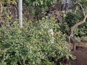 I am doing autumn things in the garden 4/16