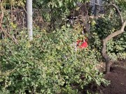 I am doing autumn things in the garden 5/16