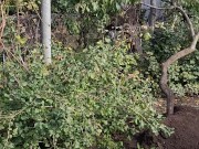 I am doing autumn things in the garden 6/16