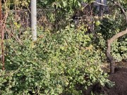 I am doing autumn things in the garden 7/16