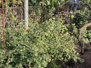 I am doing autumn things in the garden 9/16