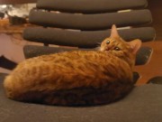 Looking at a cute kitty ... . Playing with kitty in the morning makes me not want to go to work. 1/16