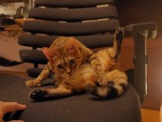 Looking at a cute kitty ... . Playing with kitty in the morning makes me not want to go to work. 10/16