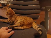 Looking at a cute kitty ... . Playing with kitty in the morning makes me not want to go to work. 12/16