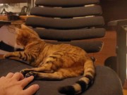 Looking at a cute kitty ... . Playing with kitty in the morning makes me not want to go to work. 13/16