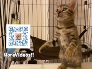 Looking at a cute kitty ... . Playing with kitty in the morning makes me not want to go to work. 14/16