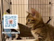 Looking at a cute kitty ... . Playing with kitty in the morning makes me not want to go to work. 15/16