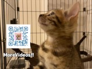 Looking at a cute kitty ... . Playing with kitty in the morning makes me not want to go to work. 16/16