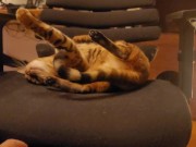 Looking at a cute kitty ... . Playing with kitty in the morning makes me not want to go to work. 2/16