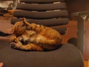 Looking at a cute kitty ... . Playing with kitty in the morning makes me not want to go to work. 3/16