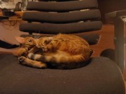 Looking at a cute kitty ... . Playing with kitty in the morning makes me not want to go to work. 4/16