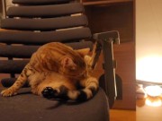 Looking at a cute kitty ... . Playing with kitty in the morning makes me not want to go to work. 5/16