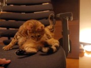 Looking at a cute kitty ... . Playing with kitty in the morning makes me not want to go to work. 6/16