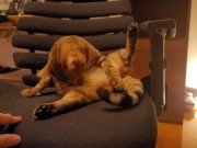 Looking at a cute kitty ... . Playing with kitty in the morning makes me not want to go to work. 7/16