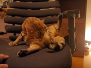 Looking at a cute kitty ... . Playing with kitty in the morning makes me not want to go to work. 8/16