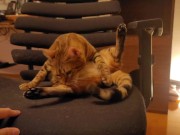 Looking at a cute kitty ... . Playing with kitty in the morning makes me not want to go to work. 9/16