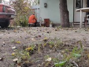 Autumn in the yard 1/16