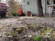 Autumn in the yard 11/16