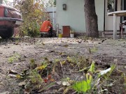 Autumn in the yard 13/16