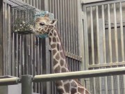 (vlog)初の山登り＆動物園で沢山充実したあとお部屋でまったり生エッチ。お口で優しく包まれた後に下のお口に中出し。(日本人/Japanese/등산과 동물원에 외출하신다) 4/16