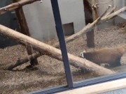 (vlog)初の山登り＆動物園で沢山充実したあとお部屋でまったり生エッチ。お口で優しく包まれた後に下のお口に中出し。(日本人/Japanese/등산과 동물원에 외출하신다) 5/16